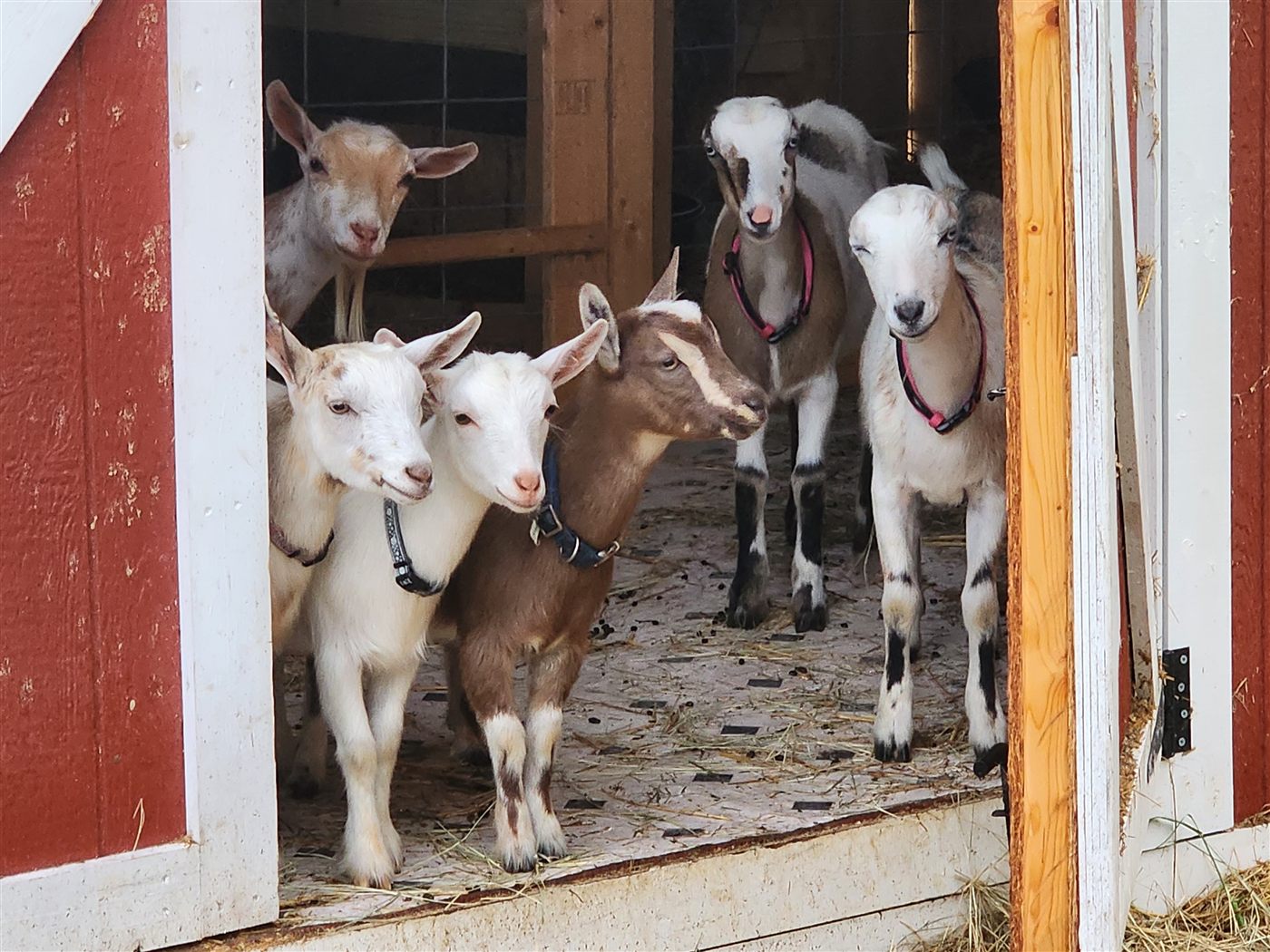 Young goats peeking out of the red barn doorway at Amen Farms