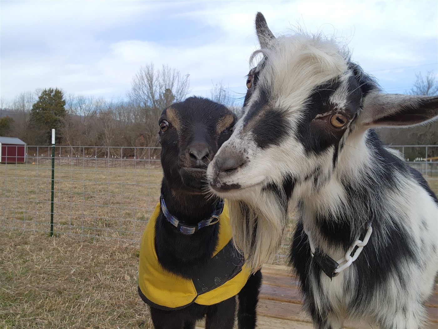 Two friendly goats up close at the fence at Amen Farms
