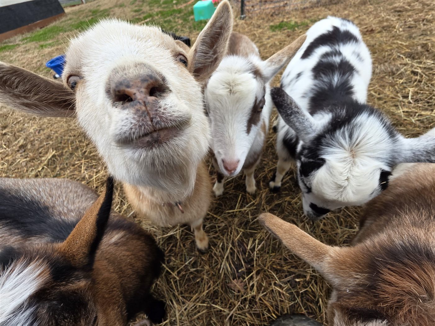 Curious goats crowding in for a close-up at Amen Farms