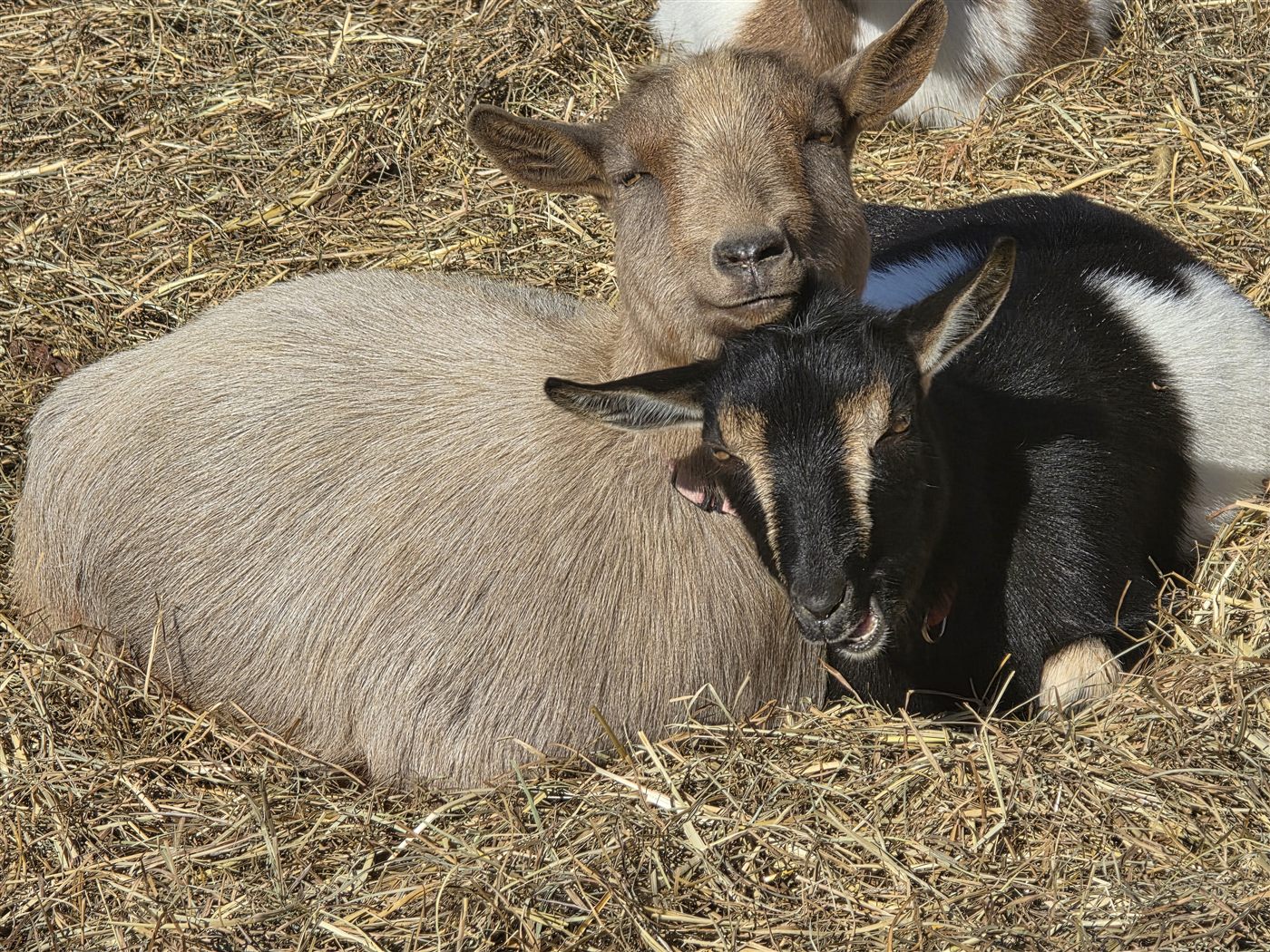 Two goats resting together in the hay at Amen Farms
