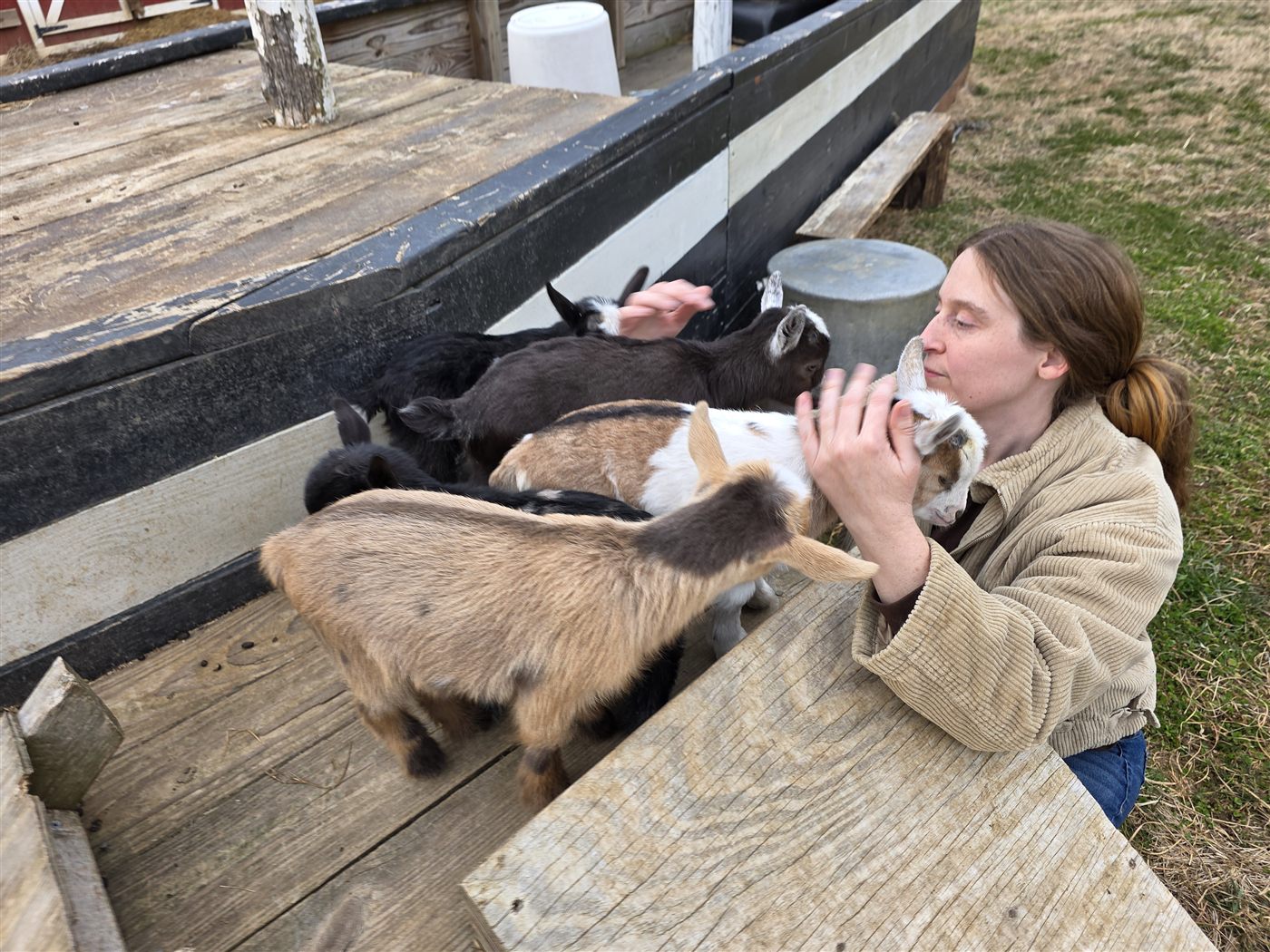 Gently cradling a goat kid's face in the pen at Amen Farms