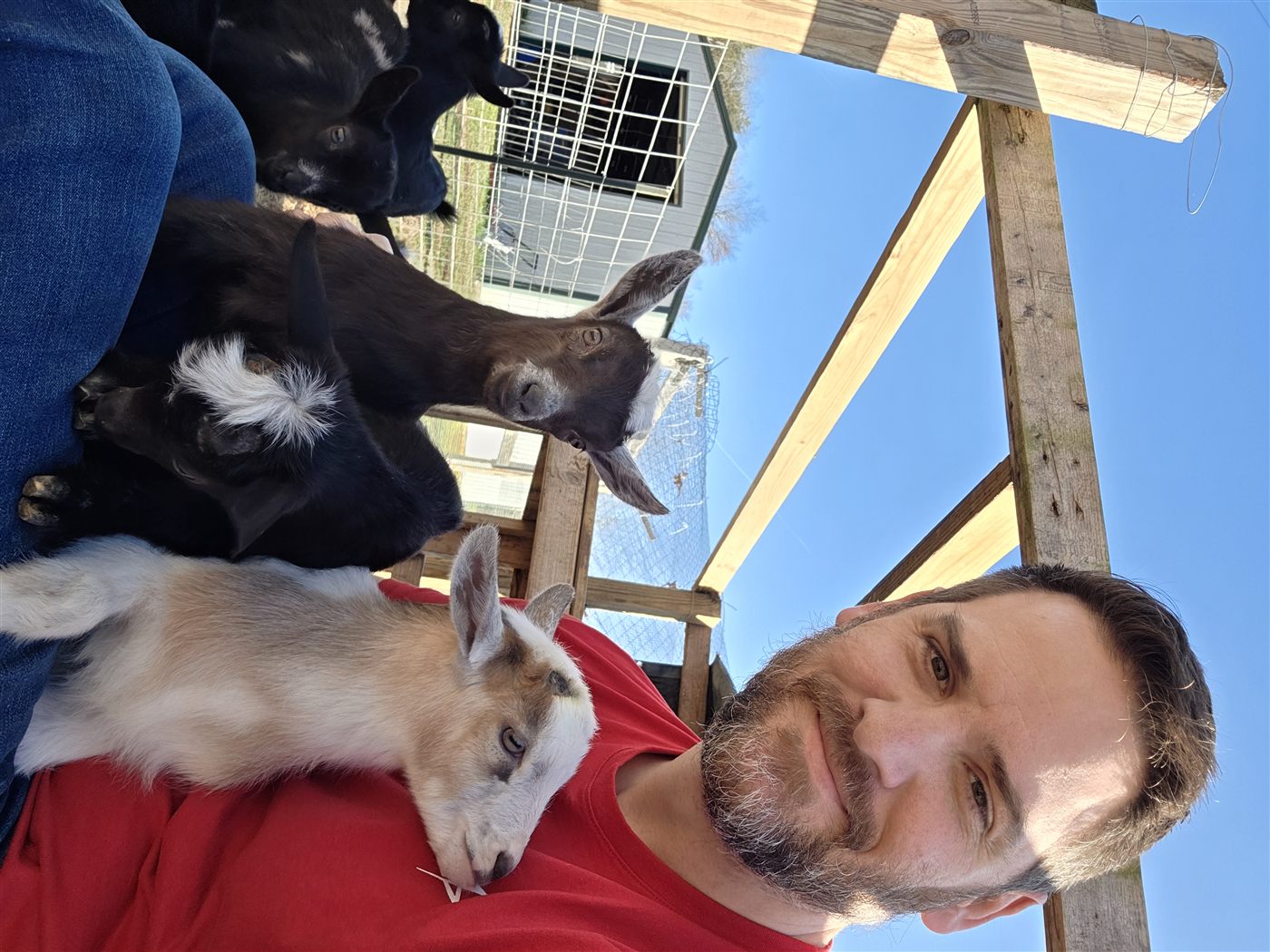 Dad with three goat kids climbing on him in the sunshine at Amen Farms
