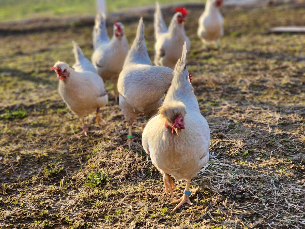 A flock of chickens crosses the pasture in the evening light at Amen Farms