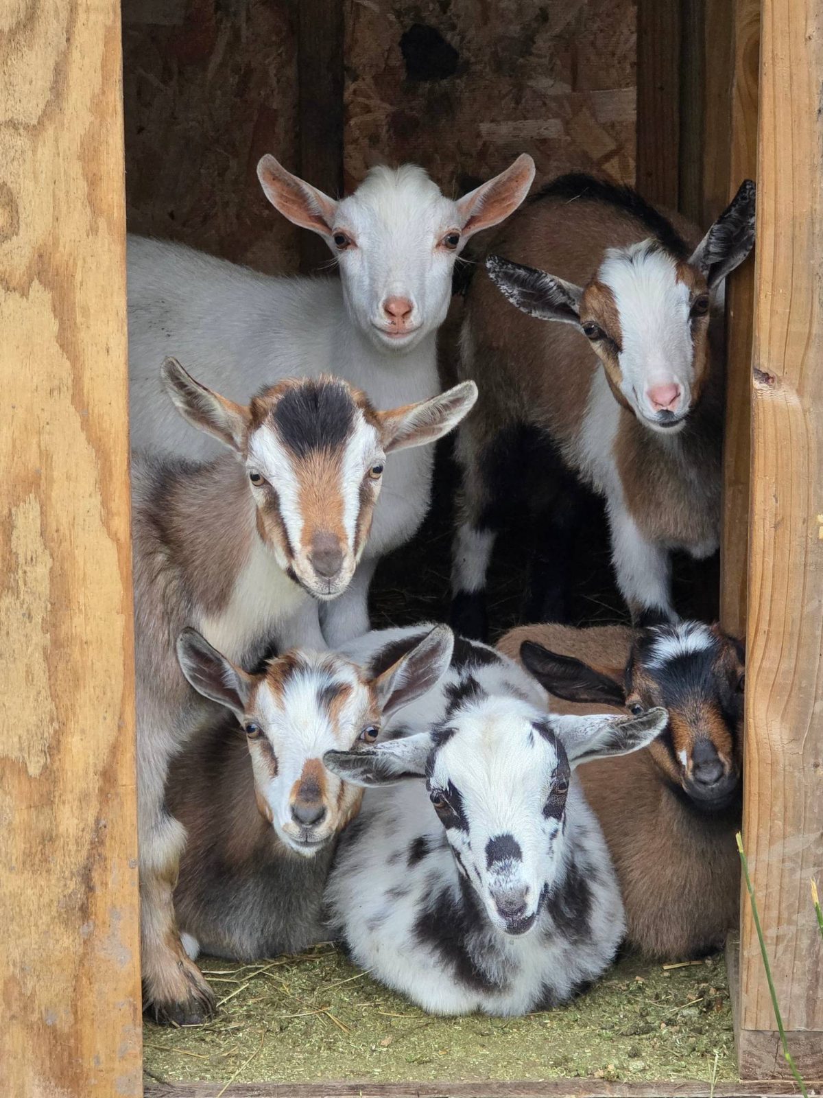 Six goat kids crowd into the shed doorway at Amen Farms