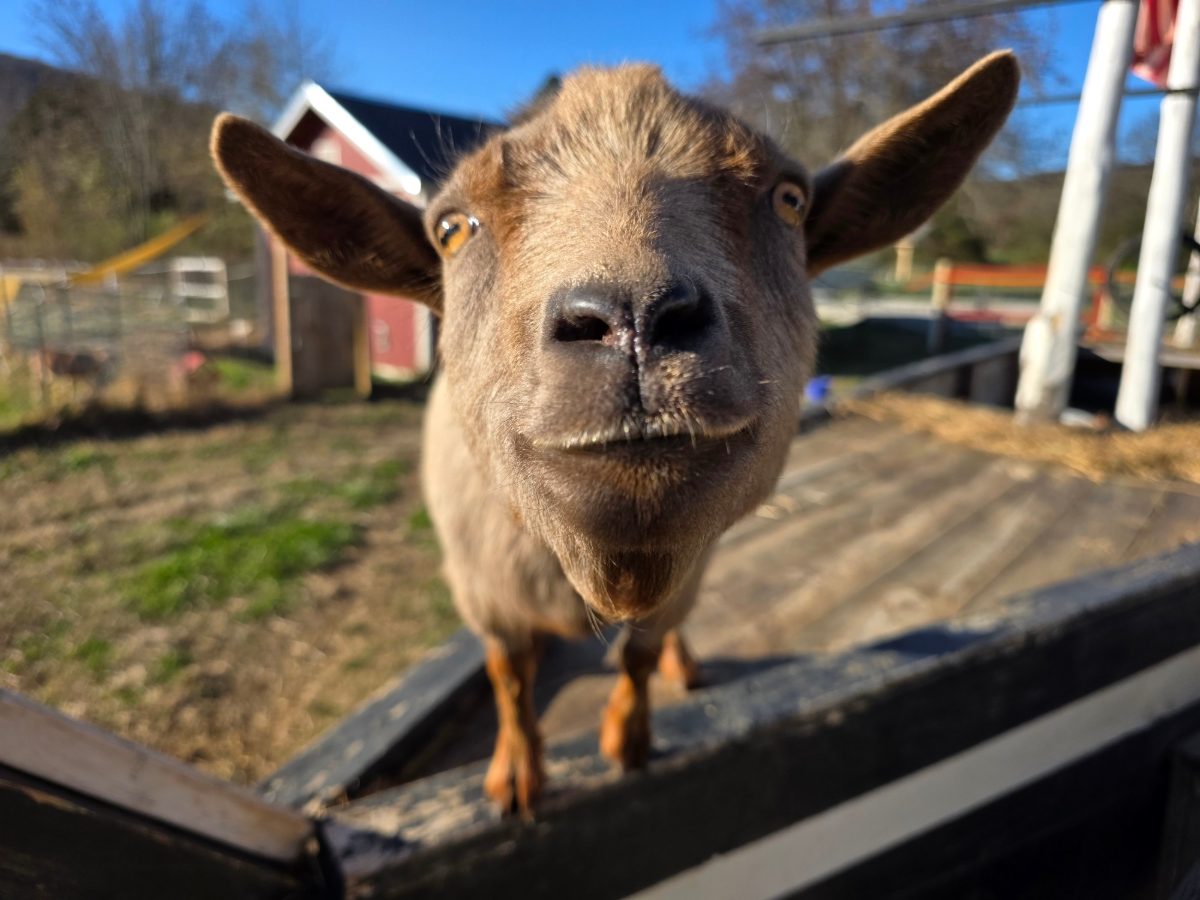 A goat presses its nose right up to the camera in front of the red barn at Amen Farms
