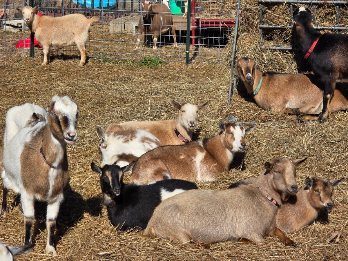 The herd rests together in the straw at Amen Farms