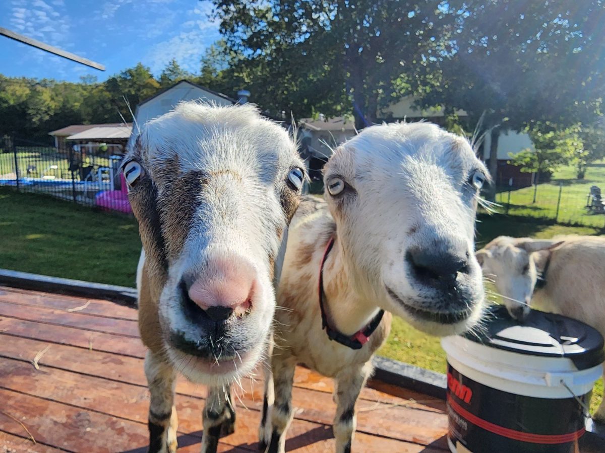 Two Mini LaMancha goats lean in close on the back deck at Amen Farms